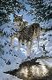 Icy Dawn Wolves by Persis Clayton Weirs Limited Edition Pricing Art Print