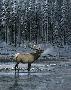 Lonesome Bull Elk by Persis Clayton Weirs Limited Edition Print