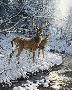 Creekside Whtldeer by Persis Clayton Weirs Limited Edition Print
