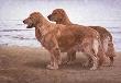 Goldens Shore by John Weiss Limited Edition Print