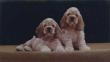 Cocker Spaniel Pups by John Weiss Limited Edition Pricing Art Print