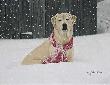 Cold Nose Warm Heart by John Weiss Limited Edition Print