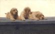 Golden Ret Pup by John Weiss Limited Edition Print