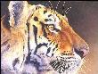 A Tiger Touch by Linda Rossin Limited Edition Pricing Art Print