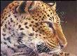 A Leopard Lin by Linda Rossin Limited Edition Print