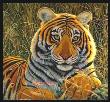 Tiger Eyes by Diane Querry Limited Edition Pricing Art Print