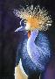 Royal Glance Crane by Diane Querry Limited Edition Print