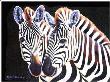 Suitor Zebras by Diane Querry Limited Edition Print