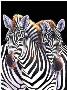 Back Rub Zebras by Diane Querry Limited Edition Pricing Art Print