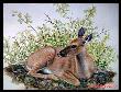 Resting by Diane Querry Limited Edition Print