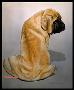 Ramses Mastiff by Diane Querry Limited Edition Print