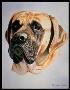 King Mastiff by Diane Querry Limited Edition Pricing Art Print