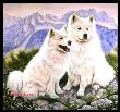 Samoyeds by Diane Querry Limited Edition Pricing Art Print