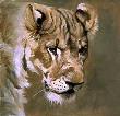 Lioness Study I by Kindrie Grove Limited Edition Print