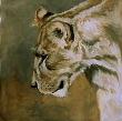 Lioness Study Ii by Kindrie Grove Limited Edition Pricing Art Print