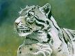 Clouded Leopard Port by Kindrie Grove Limited Edition Print