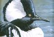 Hooded Merganser by Kindrie Grove Limited Edition Print