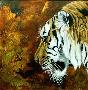 Portent Bengal by Kindrie Grove Limited Edition Pricing Art Print