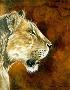Portent Lioness Ii by Kindrie Grove Limited Edition Pricing Art Print