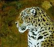 Portent Leopard I by Kindrie Grove Limited Edition Pricing Art Print