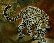 Dream Leopard by Kindrie Grove Limited Edition Print