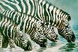 Oasis by Kindrie Grove Limited Edition Print