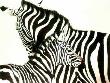 Zebra Mare & Foal by Kindrie Grove Limited Edition Print