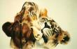 African Lions by Kindrie Grove Limited Edition Print