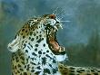 Yawn by Kindrie Grove Limited Edition Print