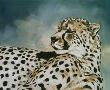 Namibian Afternn Iii by Kindrie Grove Limited Edition Print