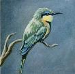 Little Bee Eater by Kindrie Grove Limited Edition Print