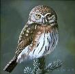 Northern Pygmy Owl by Kindrie Grove Limited Edition Print