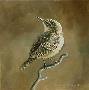 Rock Wren by Kindrie Grove Limited Edition Pricing Art Print
