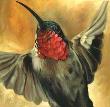 Broad Tailed Hummingb by Kindrie Grove Limited Edition Print