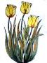 Yellow Tulips by Sheila Rickard Limited Edition Print