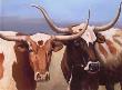 Longhorns by Deborah Day Limited Edition Pricing Art Print
