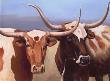 Longhorns by Deborah Day Limited Edition Print