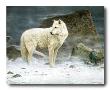 High Arctic Wolf by Scott Zoellick Limited Edition Print