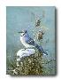 Mr Jaybird by Scott Zoellick Limited Edition Print