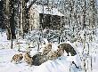 Winter Shelter Bobw by David A Maass Limited Edition Print