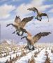 Winter Wndr Can Geese by David A Maass Limited Edition Print