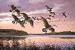 Twilight Canada Geese by David A Maass Limited Edition Pricing Art Print