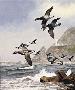 Black Brant Pac Flyway by David A Maass Limited Edition Print