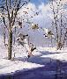 Winter Wndr Mal by David A Maass Limited Edition Print