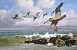 Working Surf Pelicans by David A Maass Limited Edition Print