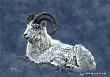 Dall Sheep by Angie Okamoto-Ong Limited Edition Pricing Art Print