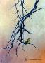 African Bee Eater by Angie Okamoto-Ong Limited Edition Print