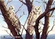 Juvenile Grhrnd Owls by Angie Okamoto-Ong Limited Edition Print
