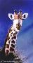 Giraffe by Angie Okamoto-Ong Limited Edition Print