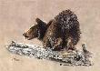 Wet Bear Grizz Thght by Angie Okamoto-Ong Limited Edition Print